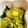 ゆっくん1129's cooksnap of when they made ミョウガでさっぱり！きゅうりの酢の物☆.