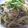 ねぇい's cooksnap of when they made 明太ごぼうスパゲティ.