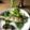 クック52Q75L☆'s cooksnap of when they made 子持ち鮎の塩焼き.