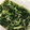 rin0418r24's cooksnap of when they made 水菜とじゃこの煮浸し【作り置き】.