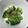 みりん調味料's cooksnap of when they made ちょこっと。ブロッコリーおかか和え.
