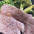ふぁんころ's cooksnap of when they made ステーキを美味しく焼く.