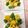 猫のミイヤ's cooksnap of when they made スナップえんどう&ズッキーニのマヨ炒め.
