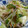 クック584TVE☆'s cooksnap of when they made しゃきしゃき☆野菜炒め.