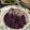 toraneko3's cooksnap of when they made 豚ロースと紫キャベツのブレゼ.