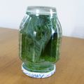 unappa's cooksnap of when they made 大葉の保存方法.