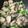 クックZGL4EG☆'s cooksnap of when they made 鶏肉野菜炒め.