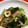 ❀まめりん❀'s cooksnap of when they made わかめと小松菜としらすの和え物！簡単！.