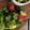Tiny♡'s cooksnap of when they made トマトときゅうりの三杯酢.