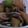 ニャ〜子♪'s cooksnap of when they made いかとじゃがいもの煮物♪.