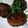 クック031K8G☆'s cooksnap of when they made しいたけの肉詰め.