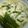 まな姫's cooksnap of when they made ぱぱっとお昼♪中華風にゅうめん。.