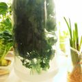 クック4649★'s cooksnap of when they made チャービルの保存方法.