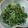 プーニー's cooksnap of when they made かぶの葉の柚子胡椒炒め.