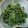 プーニー's cooksnap of when they made かぶの葉の柚子胡椒炒め.