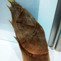 ピコチ's cooksnap of when they made 筍の下処理.