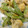 ぺりさらら's cooksnap of when they made 帆立とｽﾅｯﾌﾟえんどうの炒め物.