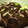 kimig's cooksnap of when they made 生ふのりの酢の物.