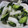 ちばたま's cooksnap of when they made お茶漬の素で簡単浅漬け♪.