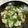 うさぎの姫ちゃん's cooksnap of when they made こしあぶら（灯台の芽）の混ぜご飯.
