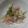 クックプ～'s cooksnap of when they made 簡単！もやしと豆苗の炒め物★.