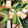 Nya6nya6's cooksnap of when they made 小松菜と厚揚げの煮浸し.