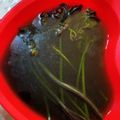 ゆりロップ's cooksnap of when they made わらびのアク抜き♪.
