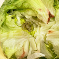 ママメイン！時々子供's cooksnap of when they made 超気持ちイイ✰　　レタスの芯のとり方♪.