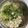 Tiny♡'s cooksnap of when they made キャベツともやしと豆腐と大根の味噌汁.