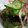 なぽりたんの台所's cooksnap of when they made さっぱり☆わかめときゅうりの酢の物.
