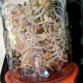 nikkijamie's cooksnap of when they made お家でモヤシ栽培.