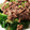 クッキン坊主's cooksnap of when they made 和風あん(濃)でレタスのひき肉あんかけ.