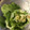 chanu0726's cooksnap of when they made 超気持ちイイ✰　　レタスの芯のとり方♪.