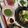 ぐりtoぐら's cooksnap of when they made 小松菜・しめじ・かまぼこの塩昆布和え.