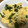 マイアミ816's cooksnap of when they made たけのことワカメの卵とじ.