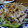 や～たん食堂's cooksnap of when they made 豚しゃぶサラダ 棒々鶏風ソース.