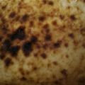 のんちゃん14's cooksnap of when they made 【バスチー】バスクチーズケーキ.