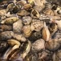 MHR2mama's cooksnap of when they made 【簡単】あさりの砂抜き塩抜き.