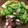 Yamato_o_o's cooksnap of when they made たこときゅうりの酢の物.