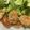 クック00N8WZ☆'s cooksnap of when they made はんぺん入りつくね.