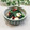 Satoco❋'s cooksnap of when they made タコと青ネギの酢味噌和え(ぬた）.