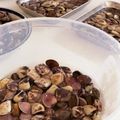 あずきナッツ's cooksnap of when they made TOP10入 アサリの砂抜き 簡単.