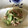 クリママ66's cooksnap of when they made 切って和えるだけ〜きゅうりとツナの和え物.