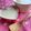 トミュー？'s cooksnap of when they made 酒粕豆乳プリン.