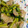 よしよしのキッチン☆'s cooksnap of when they made 10分で完成！豚肉とニンニクの芽炒め.