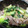 クック61RW5R☆'s cooksnap of when they made 牛肉と青梗菜のオイスター炒め.