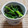 にのさんin大阪's cooksnap of when they made ほうれん草の胡麻和え.