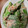コハク☆。・'s cooksnap of when they made お手軽簡単‼スナップエンドウの梅マヨ和え.