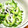 モコロ's cooksnap of when they made 無限ゴーヤ☆*°～ゴーヤとしらすの和え物.