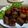 ritany's cooksnap of when they made 【あー】スペアリブ煮込み【これこれ】.